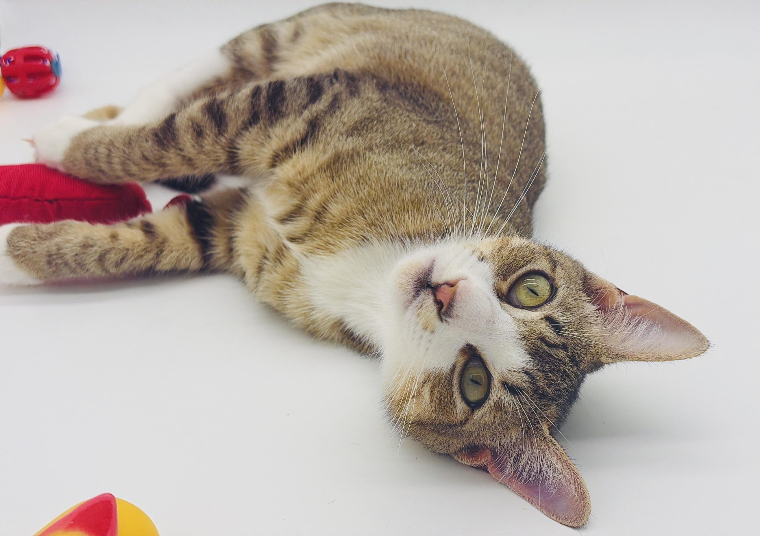 Enlarge Ponder, a Adoptable Domestic Short Hair in Rocky Hill, CT image 2/5