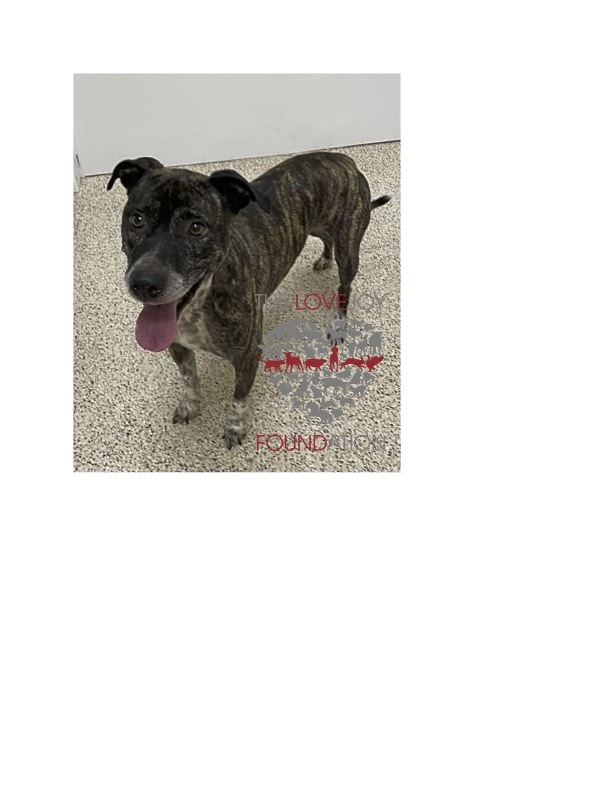 Enlarge Socks, a Adoptable mixed breed in Inglewood, CA image 5/5