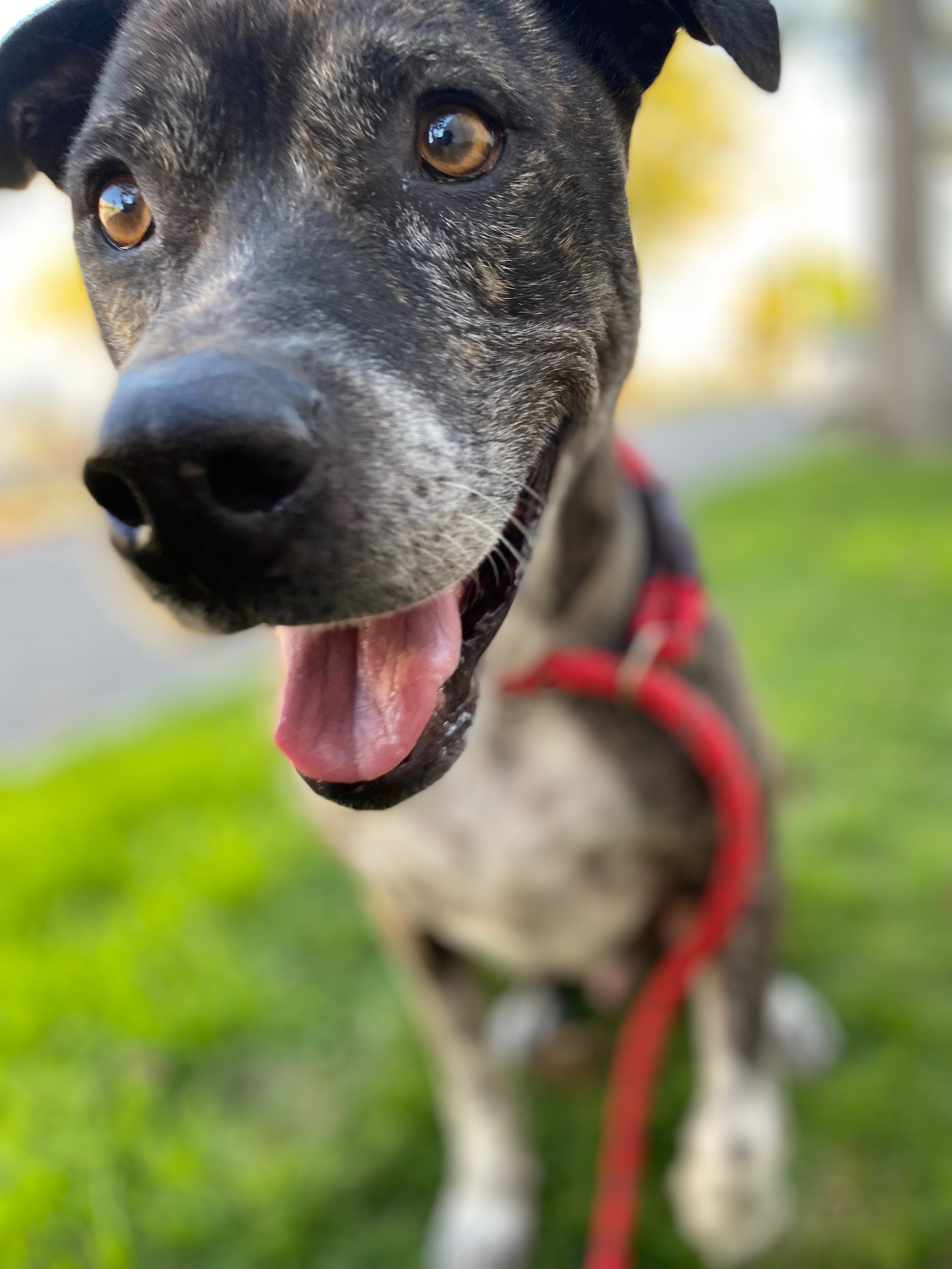 Enlarge Socks, a Adoptable mixed breed in Inglewood, CA image 2/5