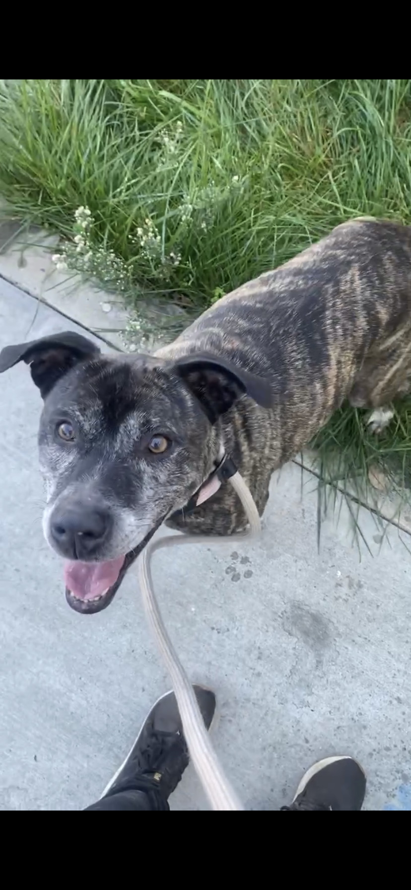 Enlarge Socks, a Adoptable mixed breed in Inglewood, CA image 3/5