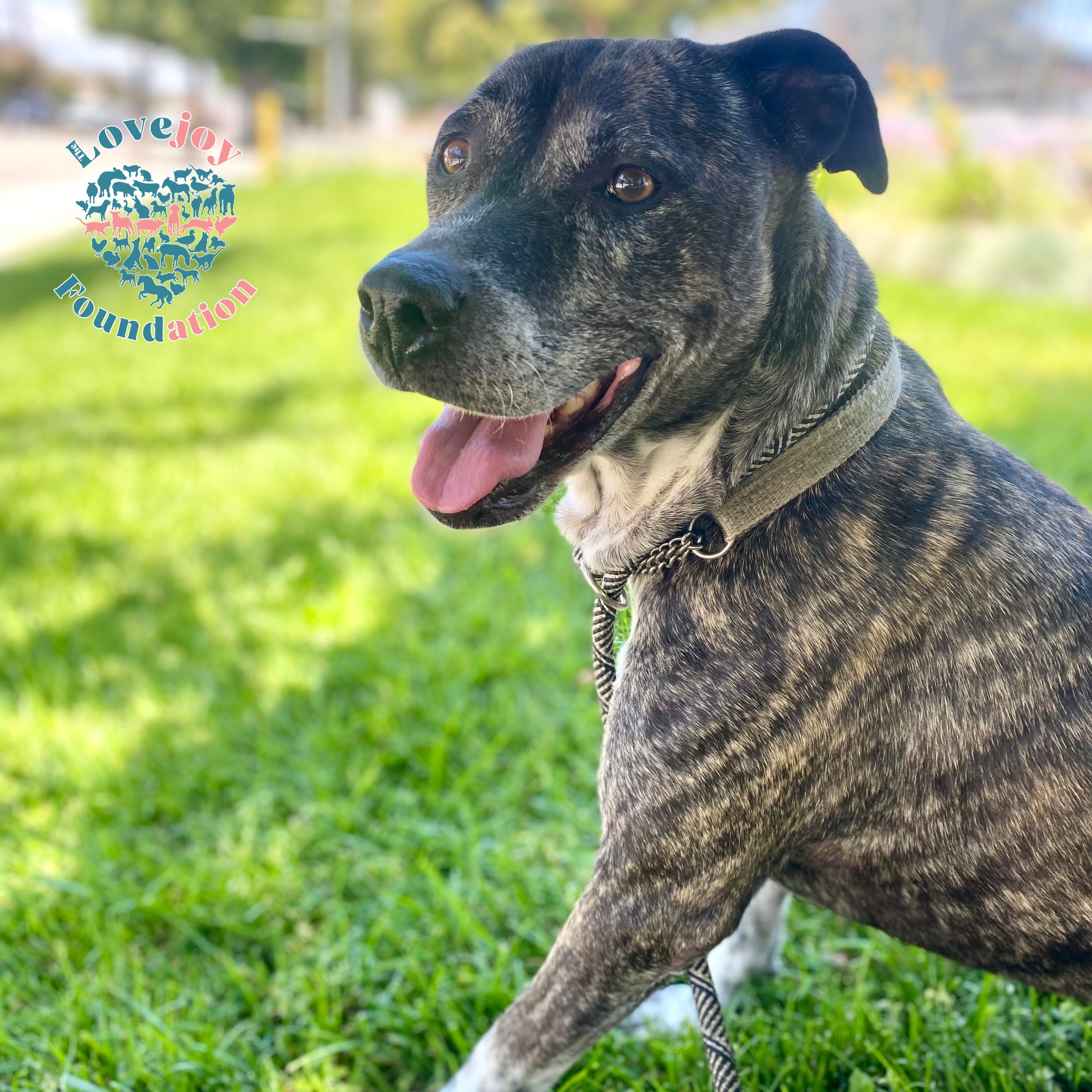 Enlarge Socks, a Adoptable mixed breed in Inglewood, CA image 1/5