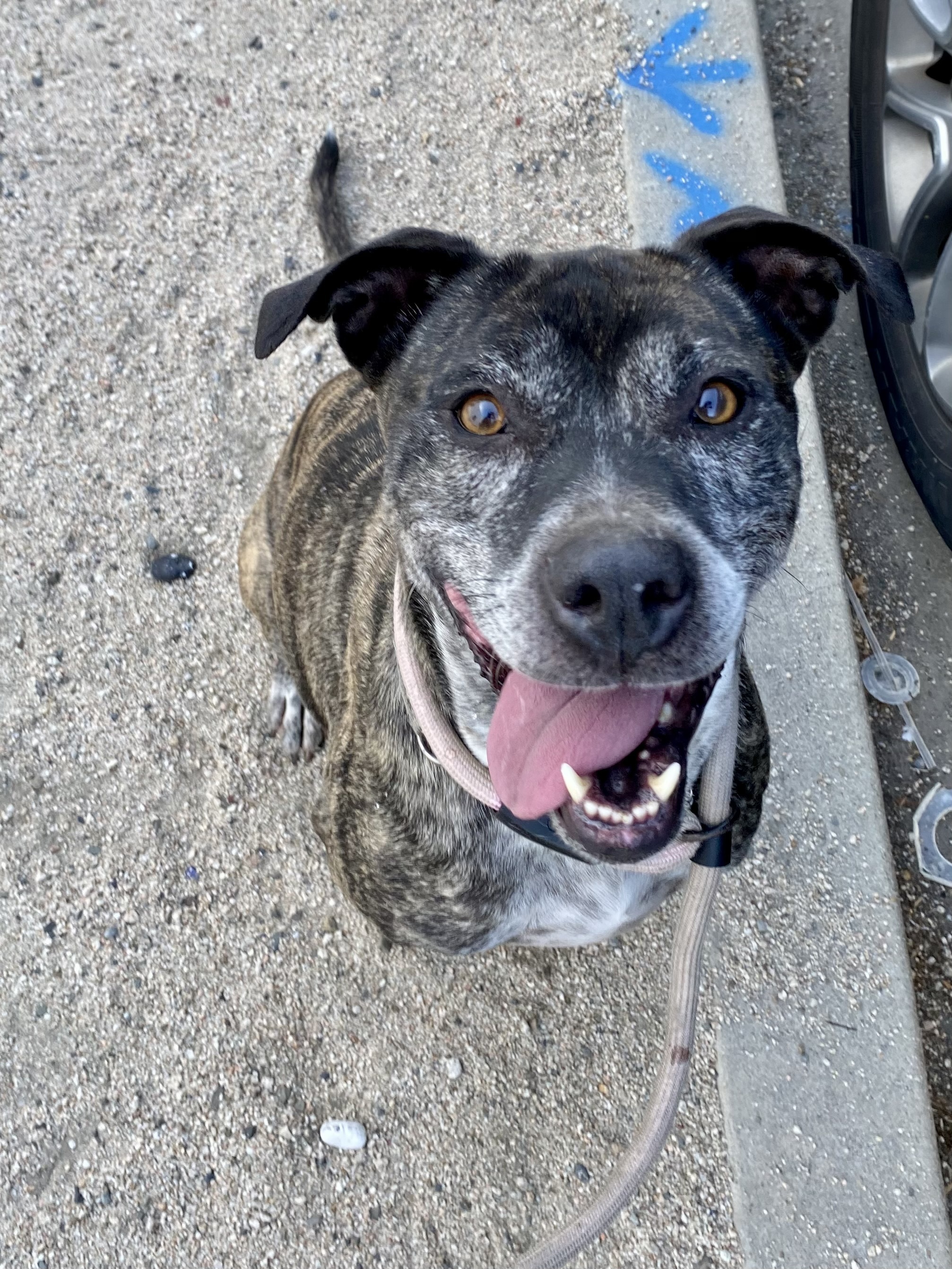 Enlarge Socks, a Adoptable mixed breed in Inglewood, CA image 4/5