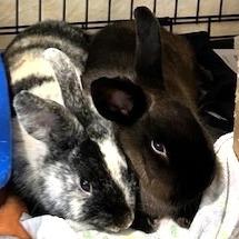 Macy, Adoptable, Young Female American.