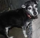 Enlarge Pepper, a Adopted Wire Fox Terrier in East Greenwich, RI image 1/1