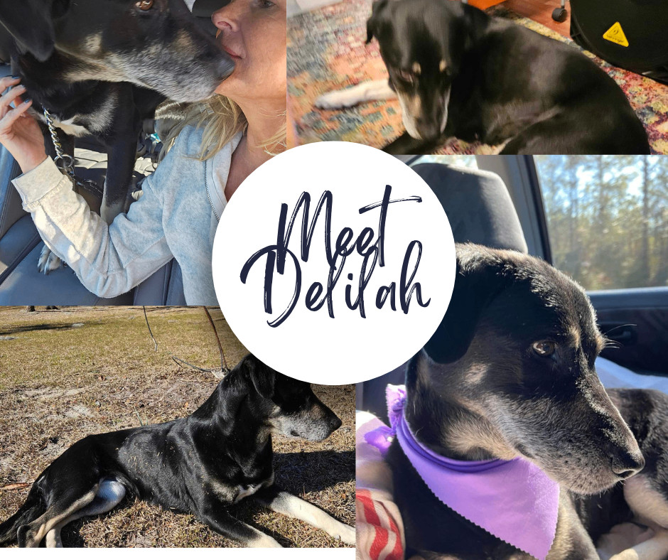 Dog for adoption Delilah, a Hound & Whippet Mix in Billerica, MA