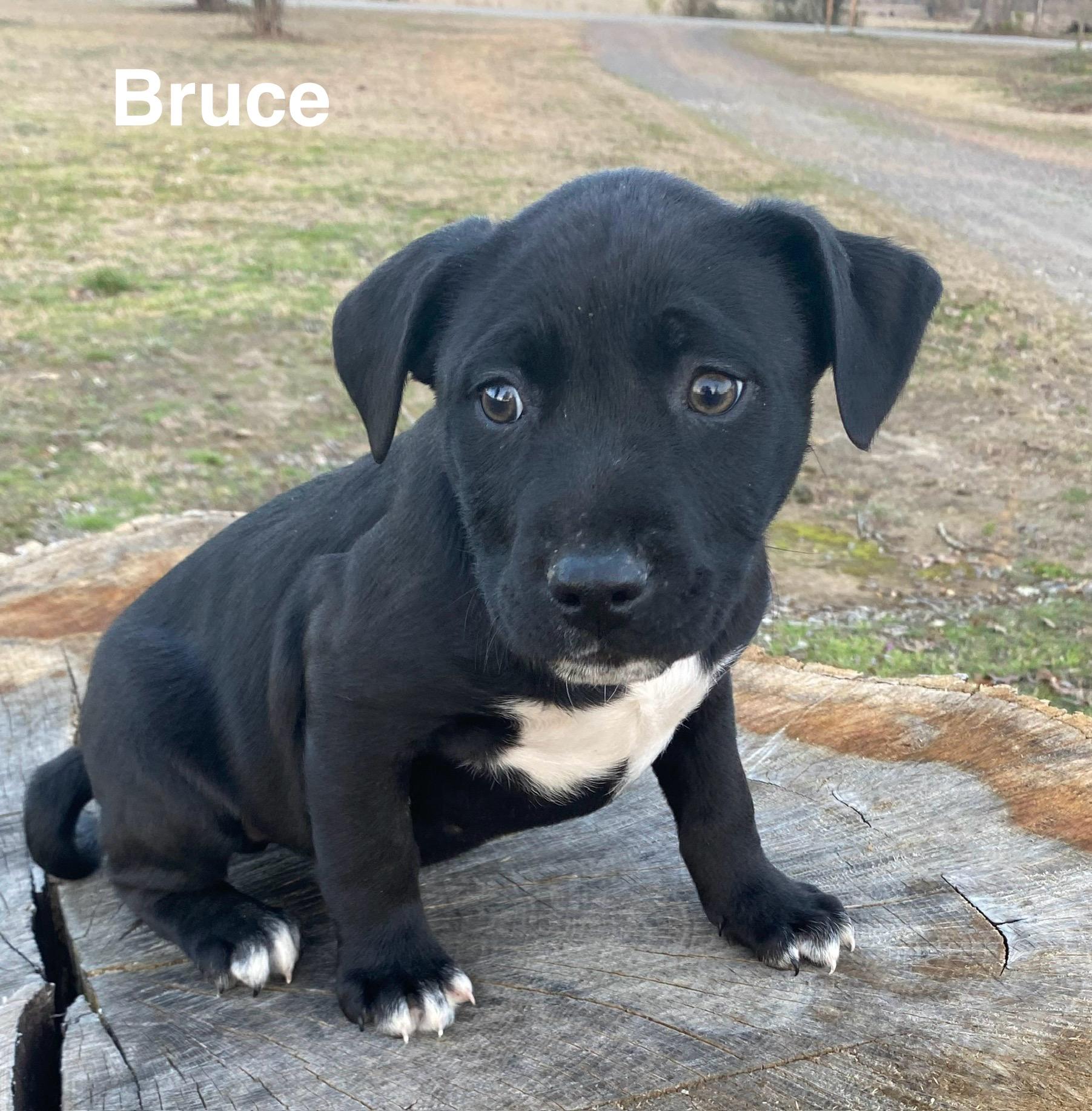 Bruce, adoptable, Puppy Male Labrador Retriever & American Bully.
