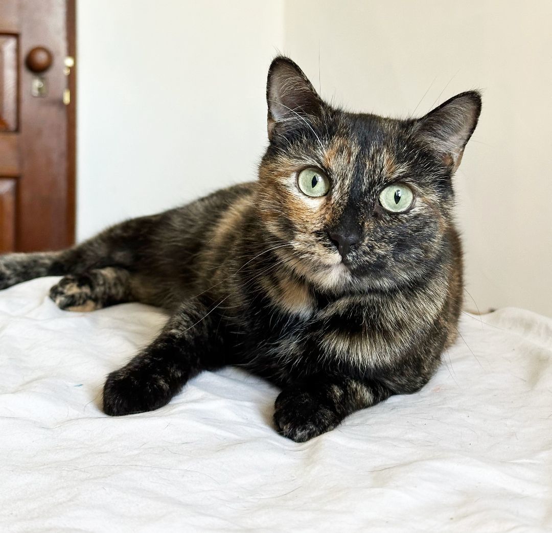 Harley Spruce, Adoptable, Young Female Domestic Short Hair.