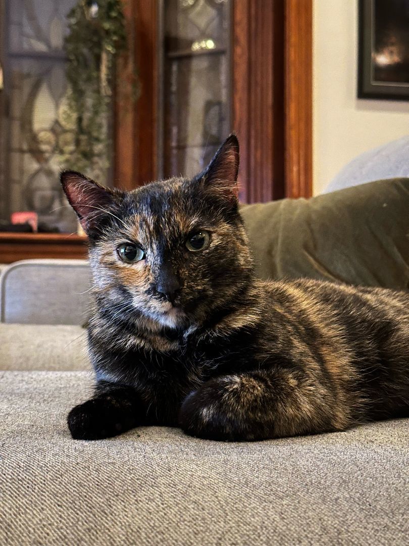 Harley Spruce, a Adoptable Domestic Short Hair in Philadelphia, PA image 2/6