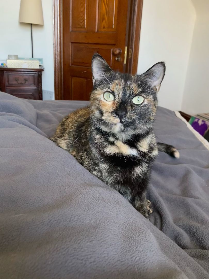 Harley Spruce, a Adoptable Domestic Short Hair in Philadelphia, PA image 3/6