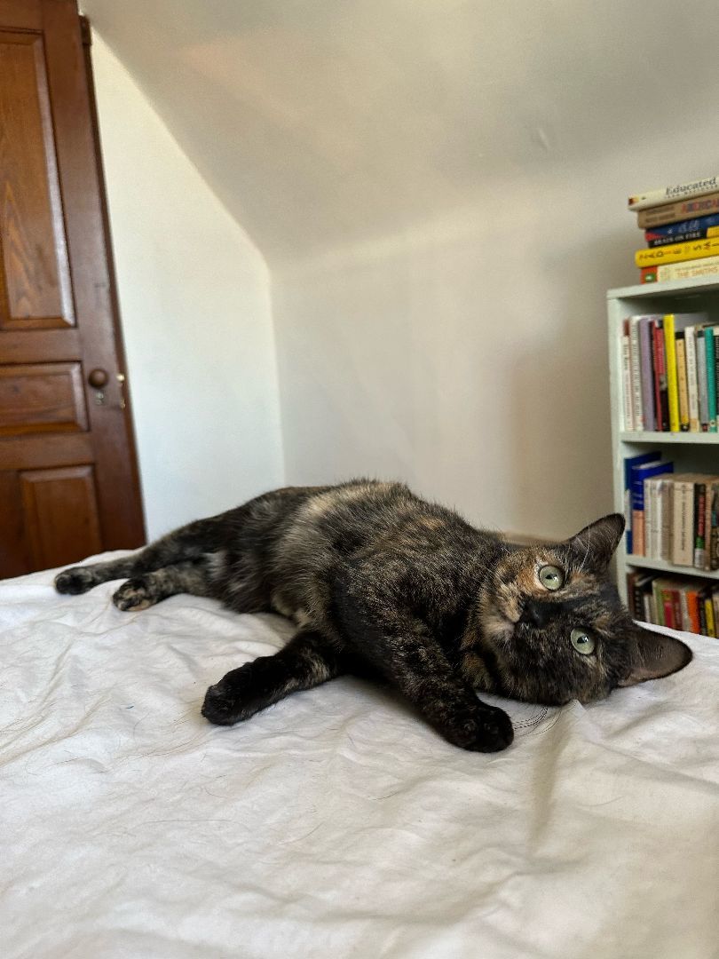 Harley Spruce, a Adoptable Domestic Short Hair in Philadelphia, PA image 4/6