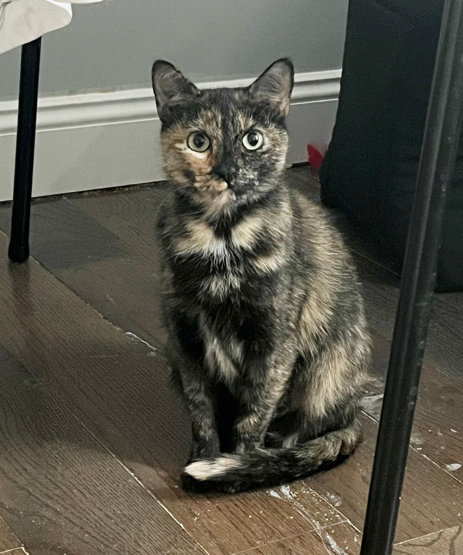 Harley Spruce, a Adoptable Domestic Short Hair in Philadelphia, PA image 5/6