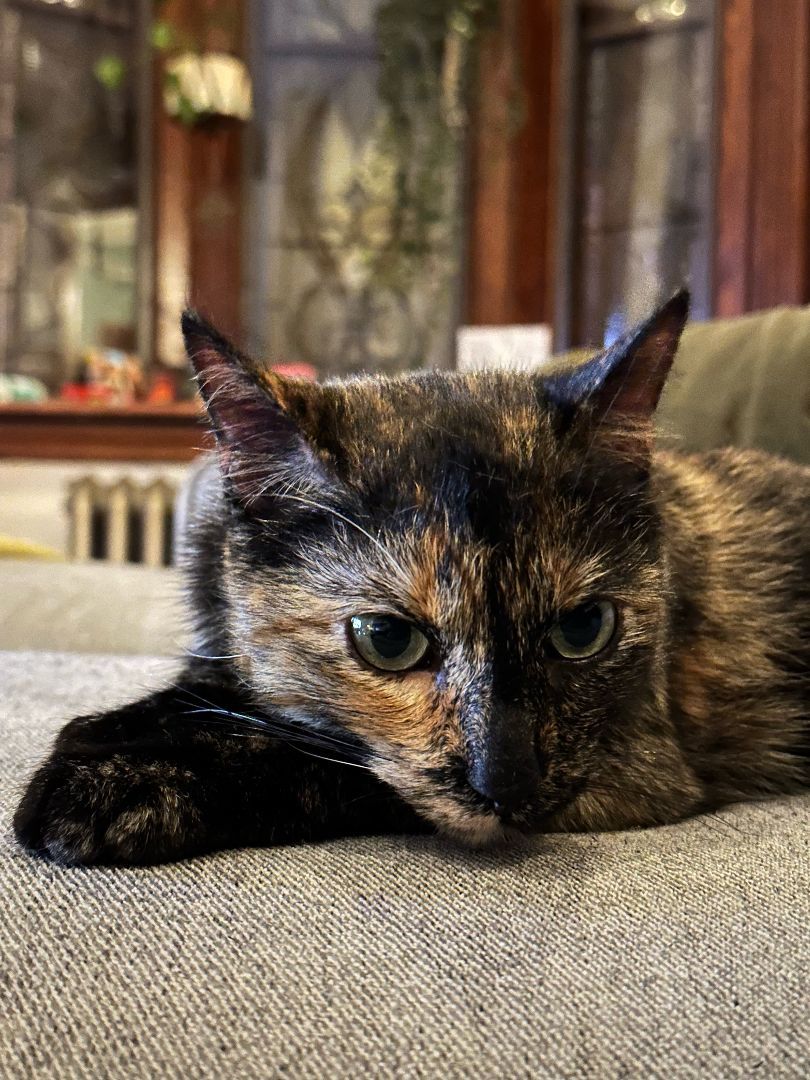 Harley Spruce, a Adoptable Domestic Short Hair in Philadelphia, PA image 6/6