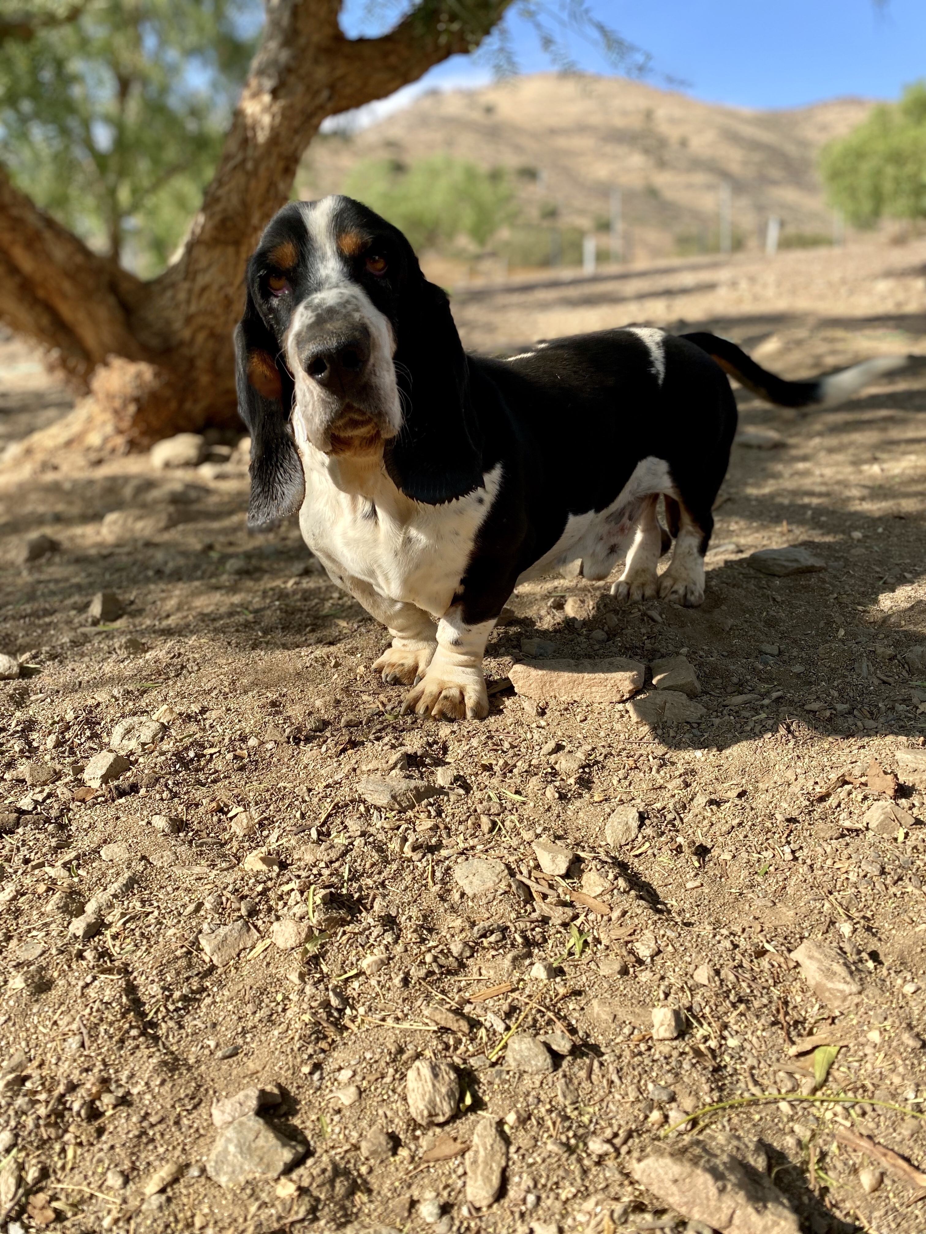Bernard