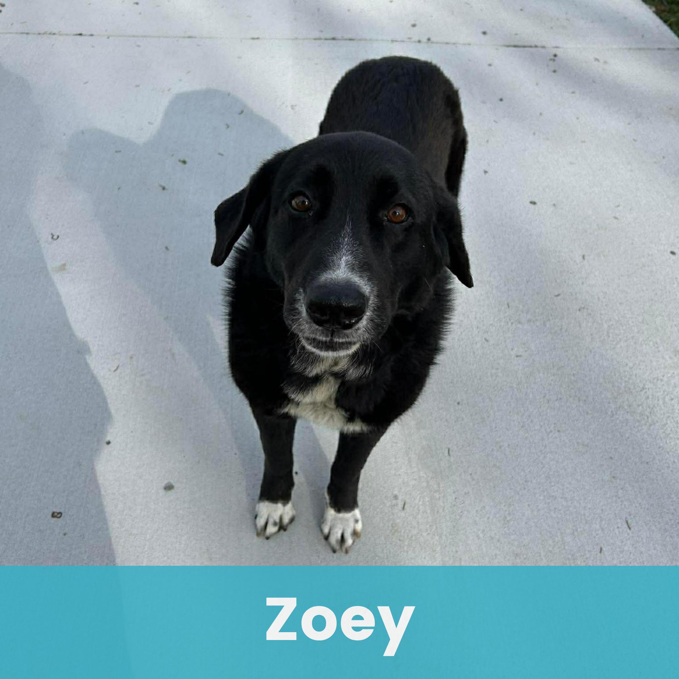 Enlarge Zoey, a ADOPTABLE mixed breed in Rochester , NY image 1/6