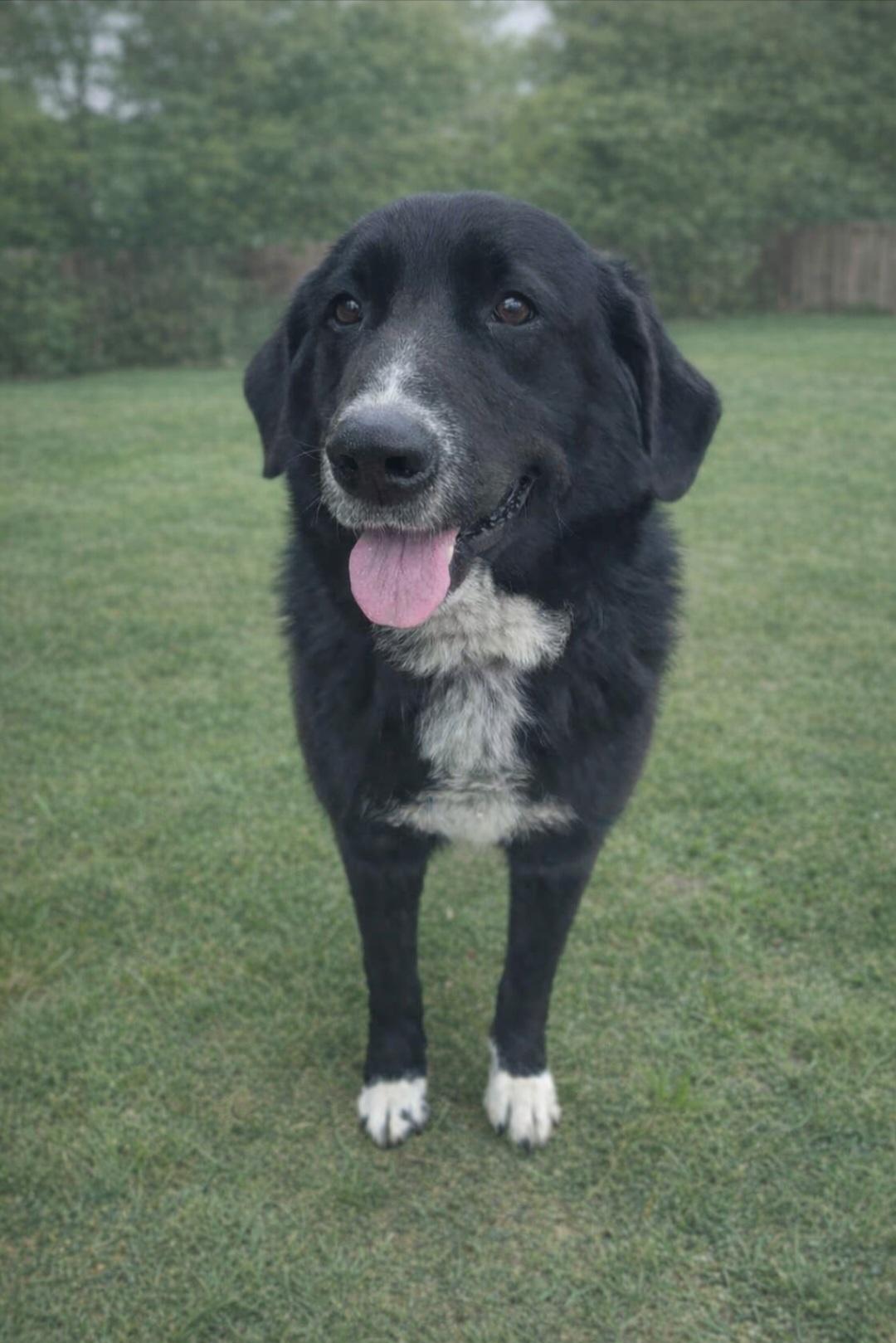 Enlarge Zoey, a ADOPTABLE mixed breed in Rochester , NY image 3/6