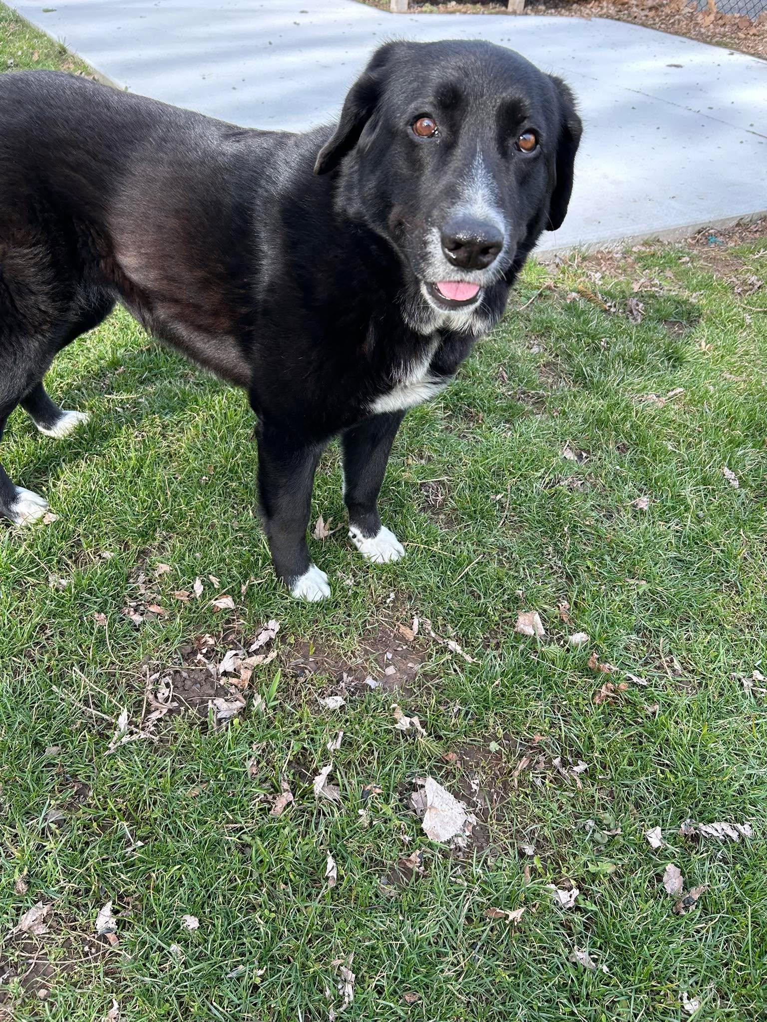 Enlarge Zoey, a ADOPTABLE mixed breed in Rochester , NY image 5/6