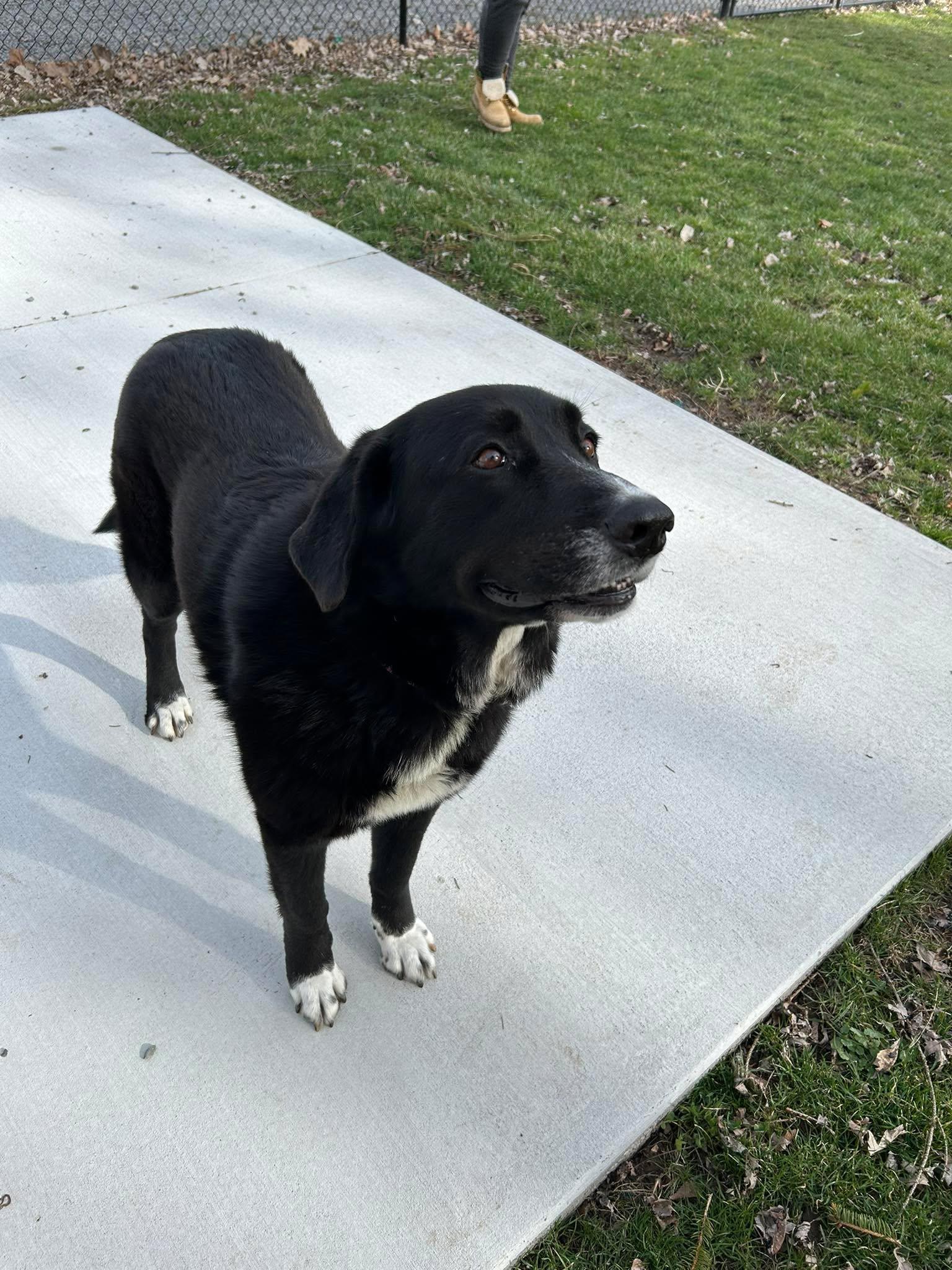Enlarge Zoey, a ADOPTABLE mixed breed in Rochester , NY image 4/6