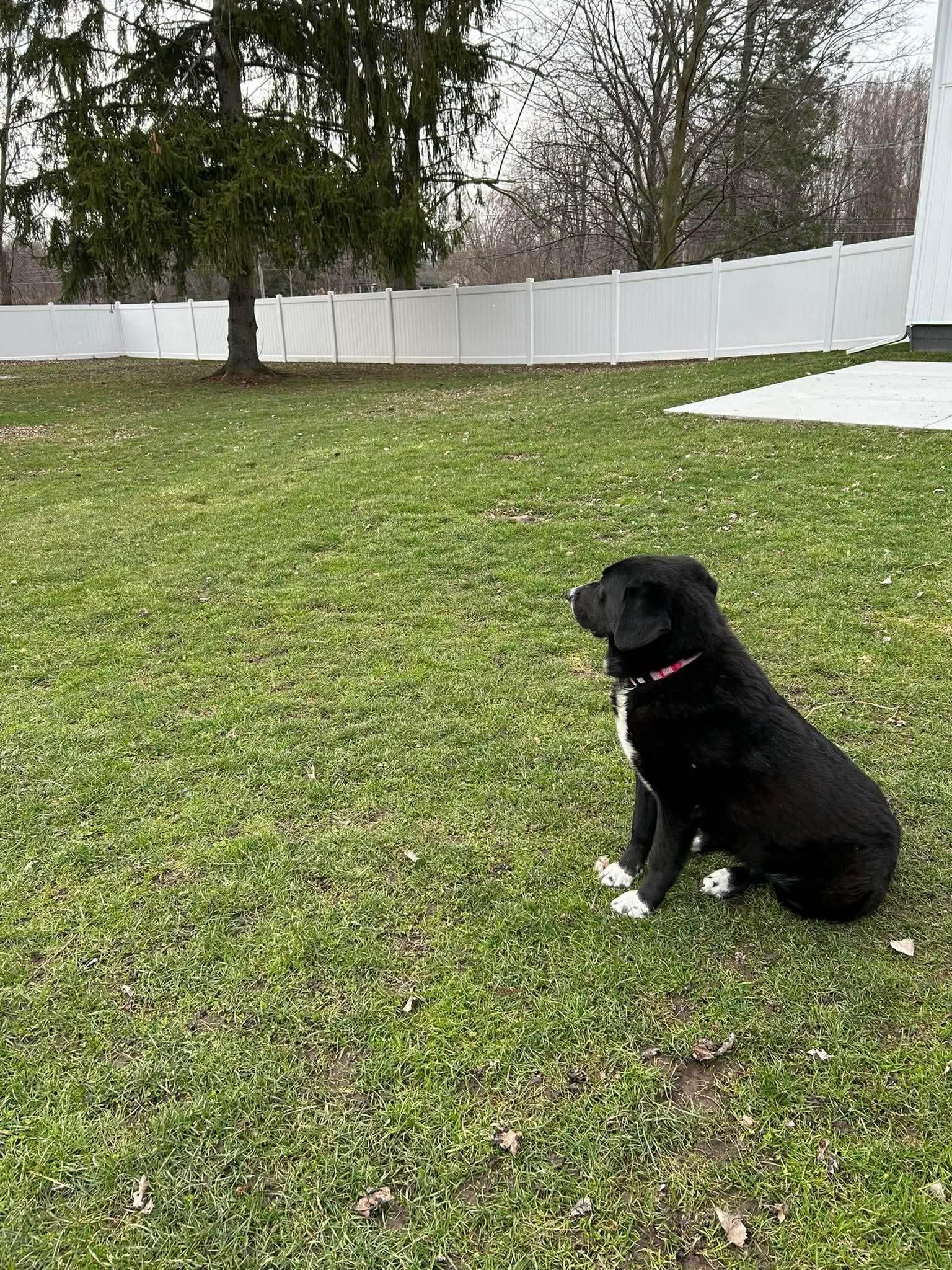 Enlarge Zoey, a ADOPTABLE mixed breed in Rochester , NY image 6/6