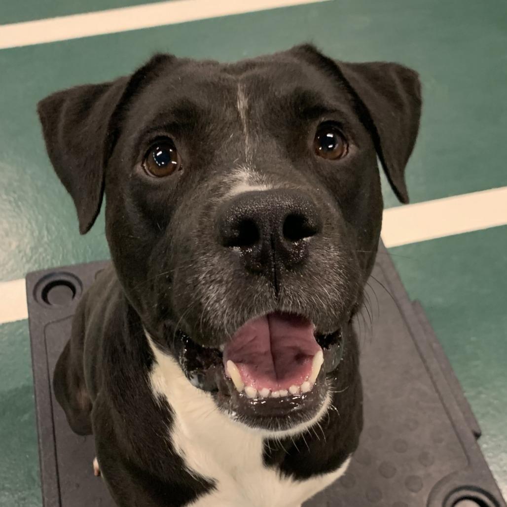 Wilson, Adoptable, Adult Male Mixed Breed.