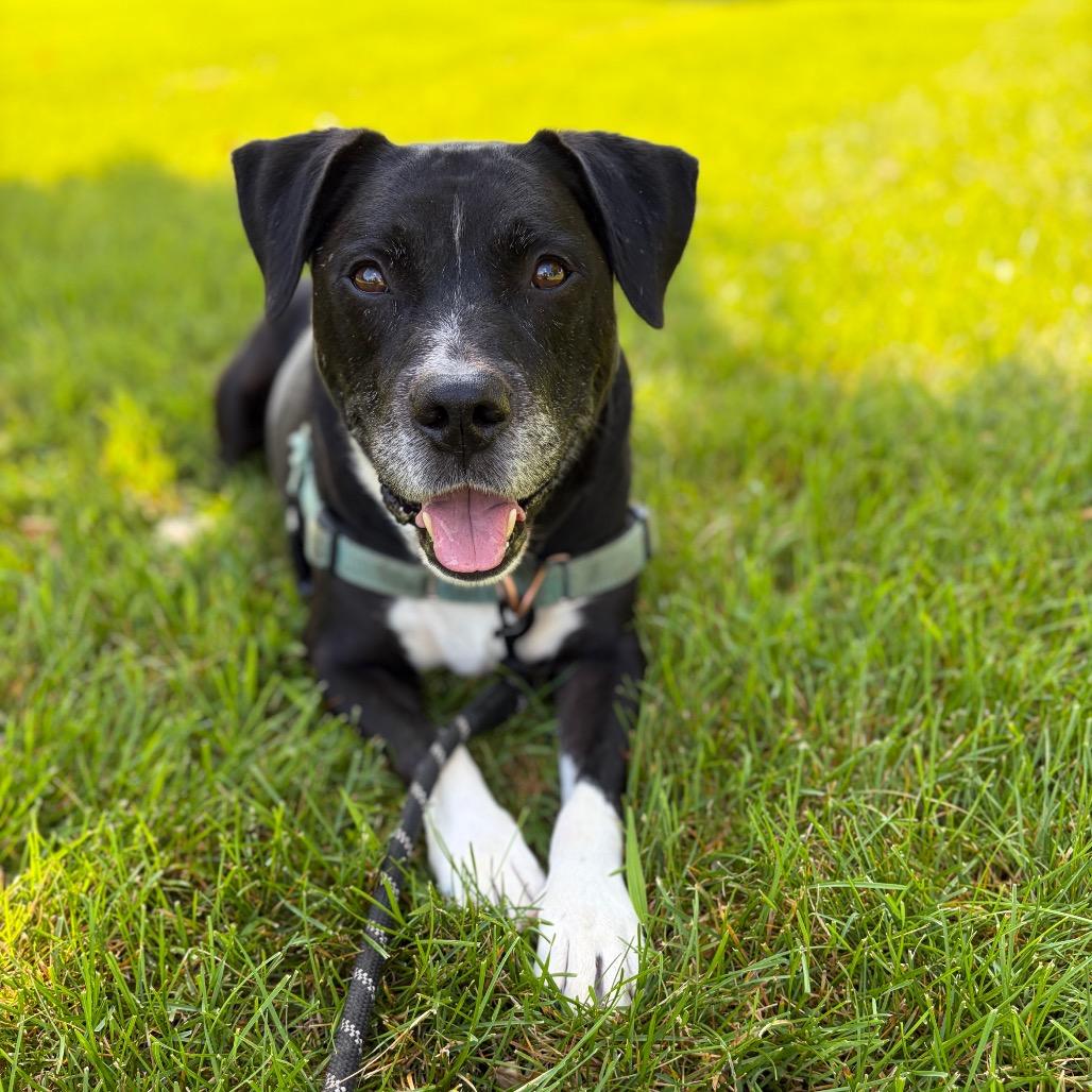 Enlarge Wilson, a Adoptable Mixed Breed in Hinsdale, IL image 2/5