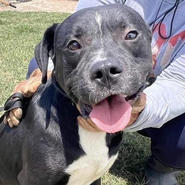 Enlarge Wilson, a Adoptable Mixed Breed in Hinsdale, IL image 3/5