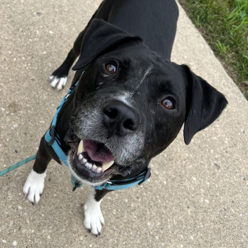Enlarge Wilson, a Adoptable Mixed Breed in Hinsdale, IL image 4/5