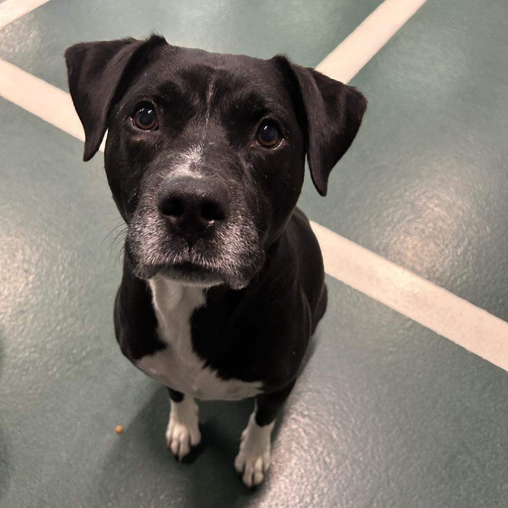 Enlarge Wilson, a Adoptable Mixed Breed in Hinsdale, IL image 5/5