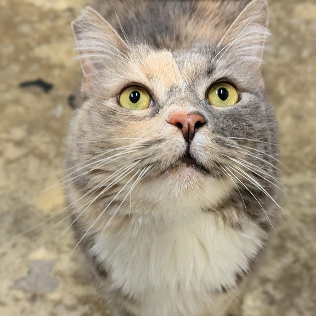 Luna — thumbnail 2