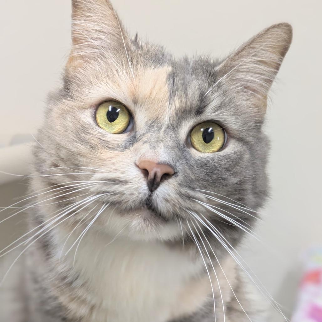 Luna — thumbnail 3