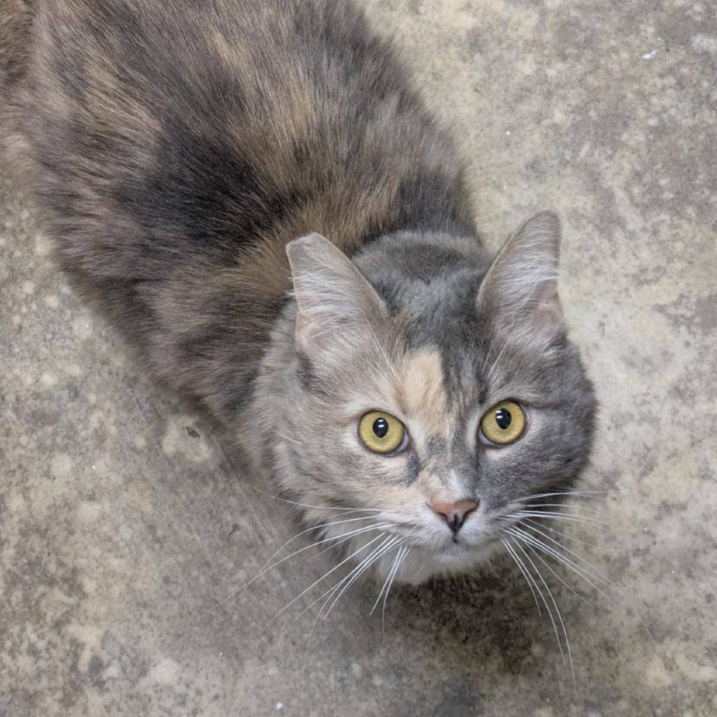 Luna — thumbnail 4