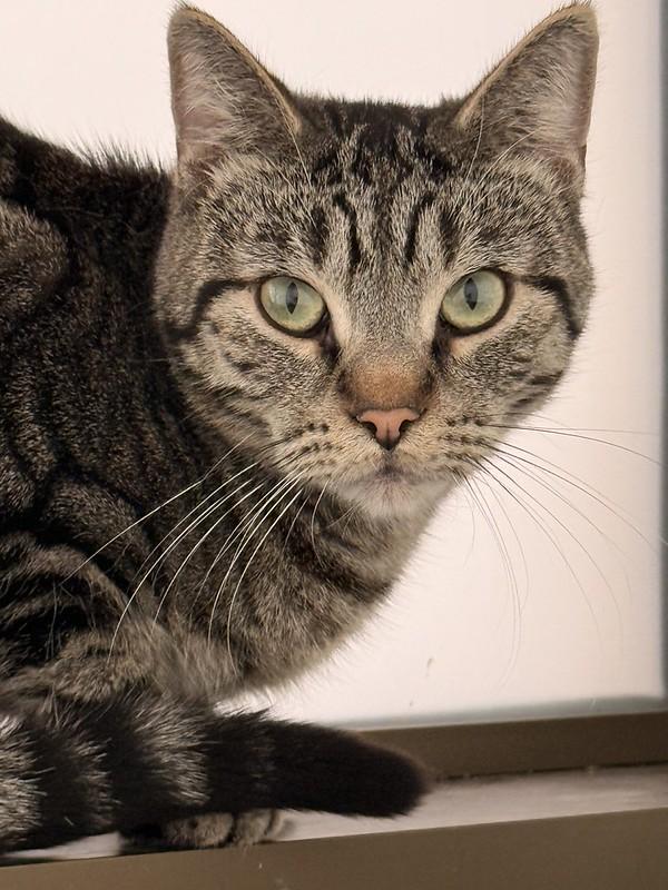 Chaplin, ADOPTABLE, Young Male Domestic Short Hair.