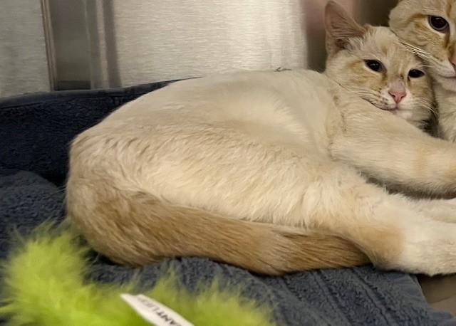 Enlarge FIG, a Adoptable Domestic Short Hair in Colorado Springs, CO image 1/1