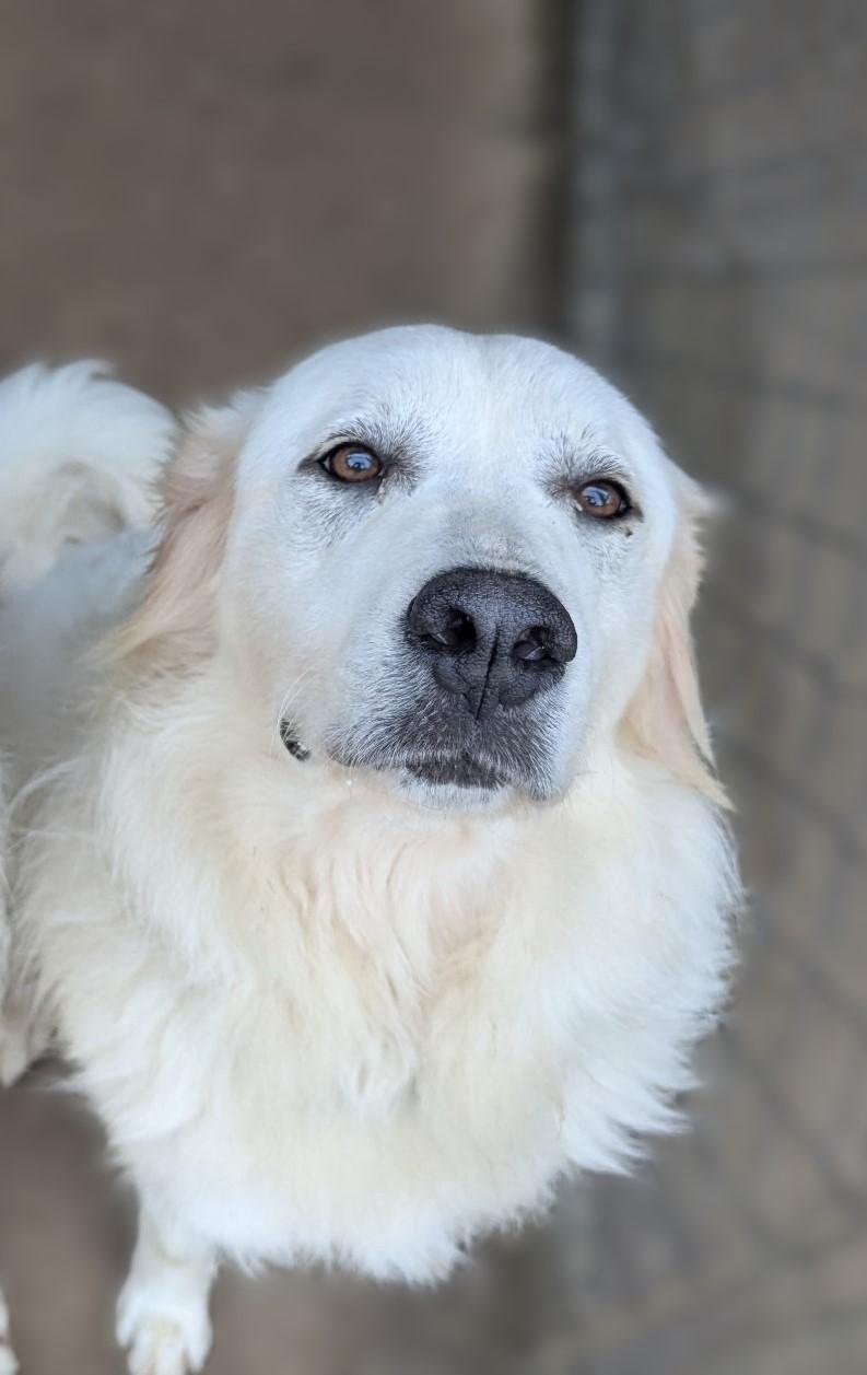 Enlarge Daisy (and Duke), a Adopted Great Pyrenees in Richmond, VA image 1/4