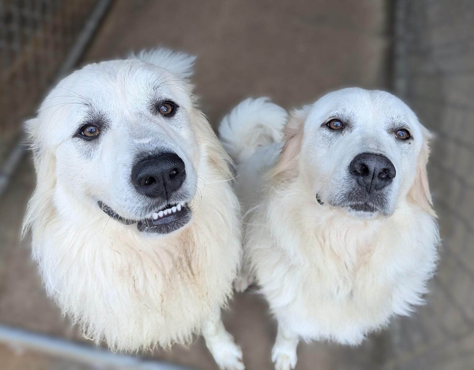 Enlarge Daisy (and Duke), a Adopted Great Pyrenees in Richmond, VA image 2/4