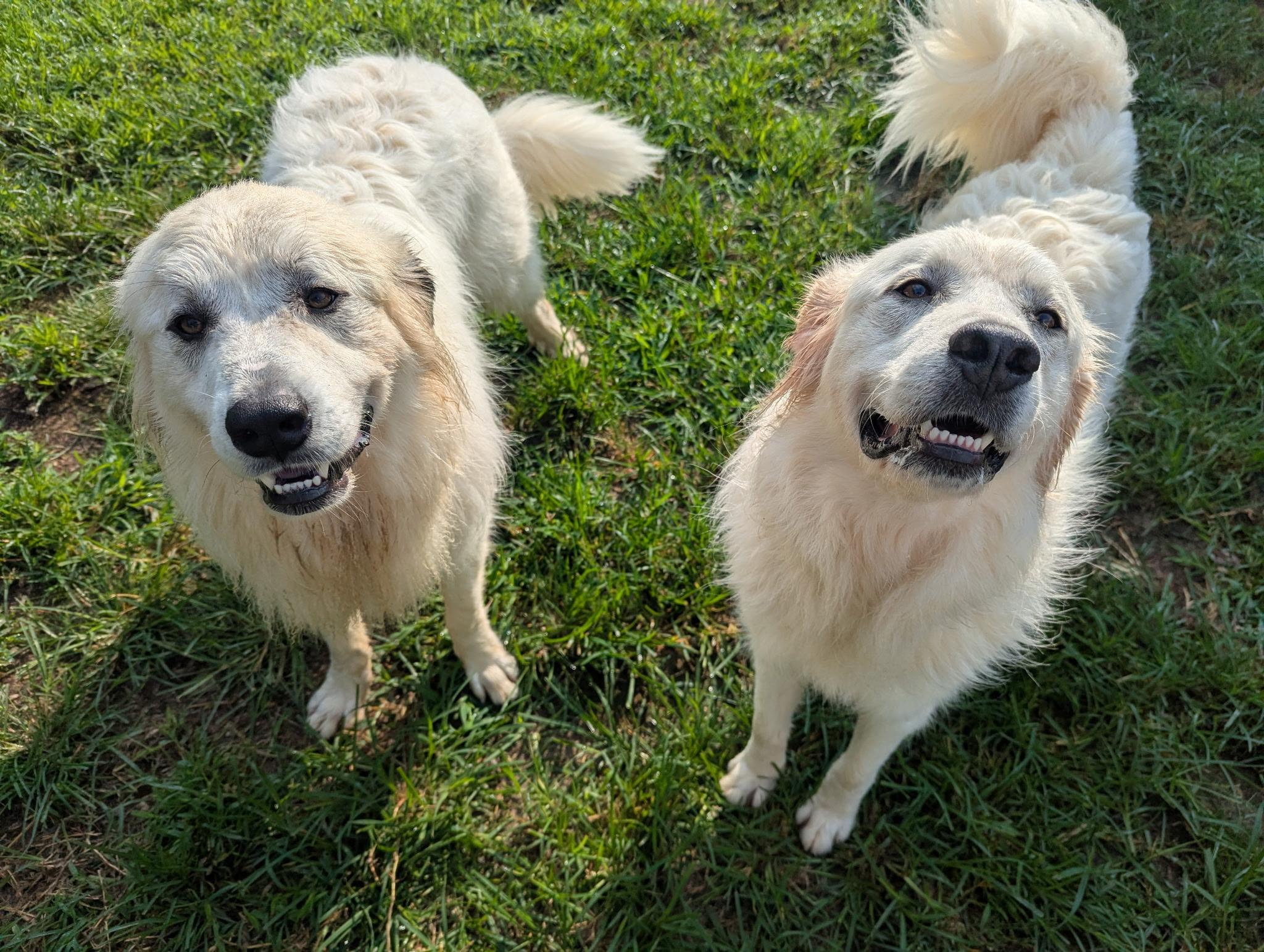 Enlarge Daisy (and Duke), a Adopted Great Pyrenees in Richmond, VA image 3/4