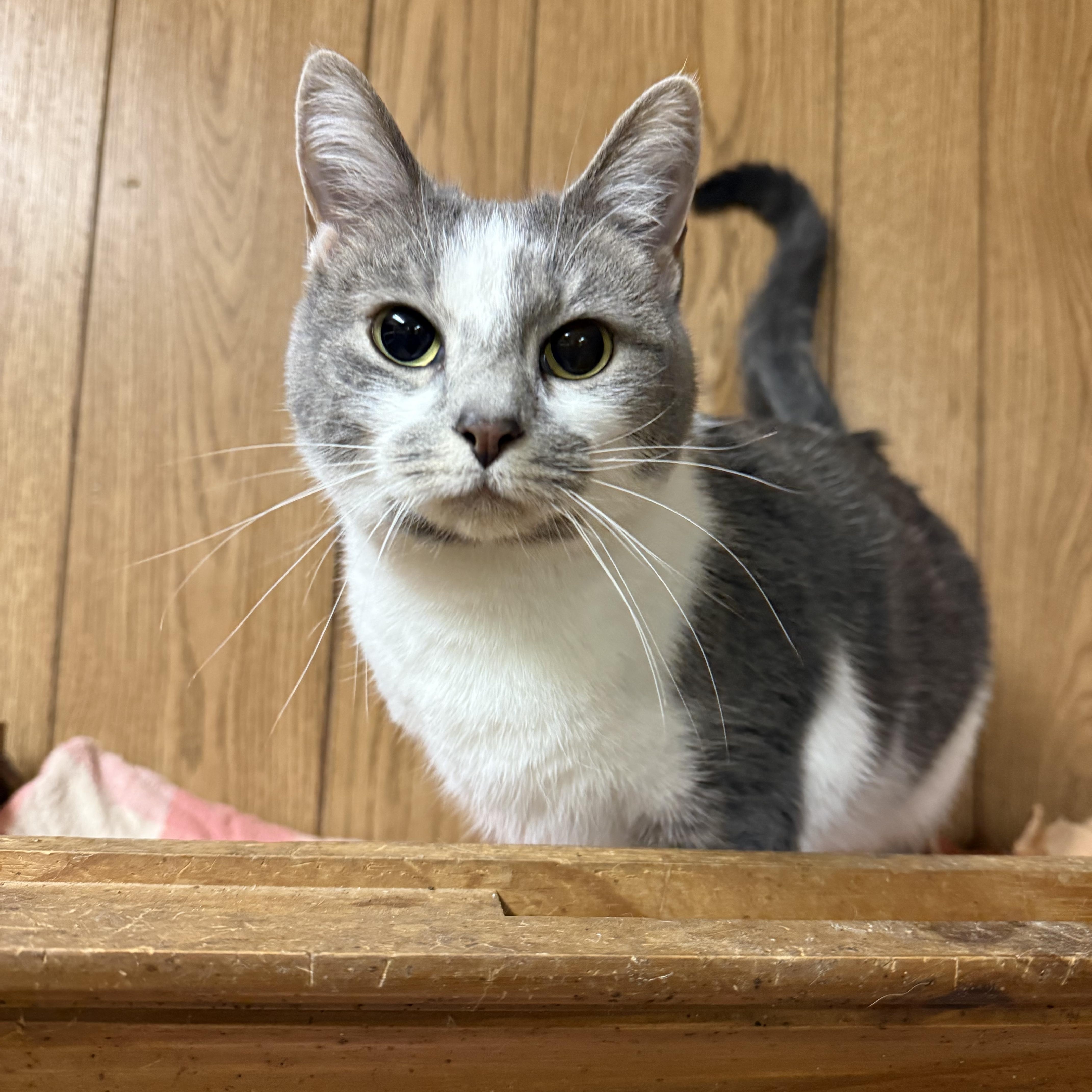 Enlarge Jean, a ADOPTABLE Domestic Short Hair in Lone rock, WI image 1/2