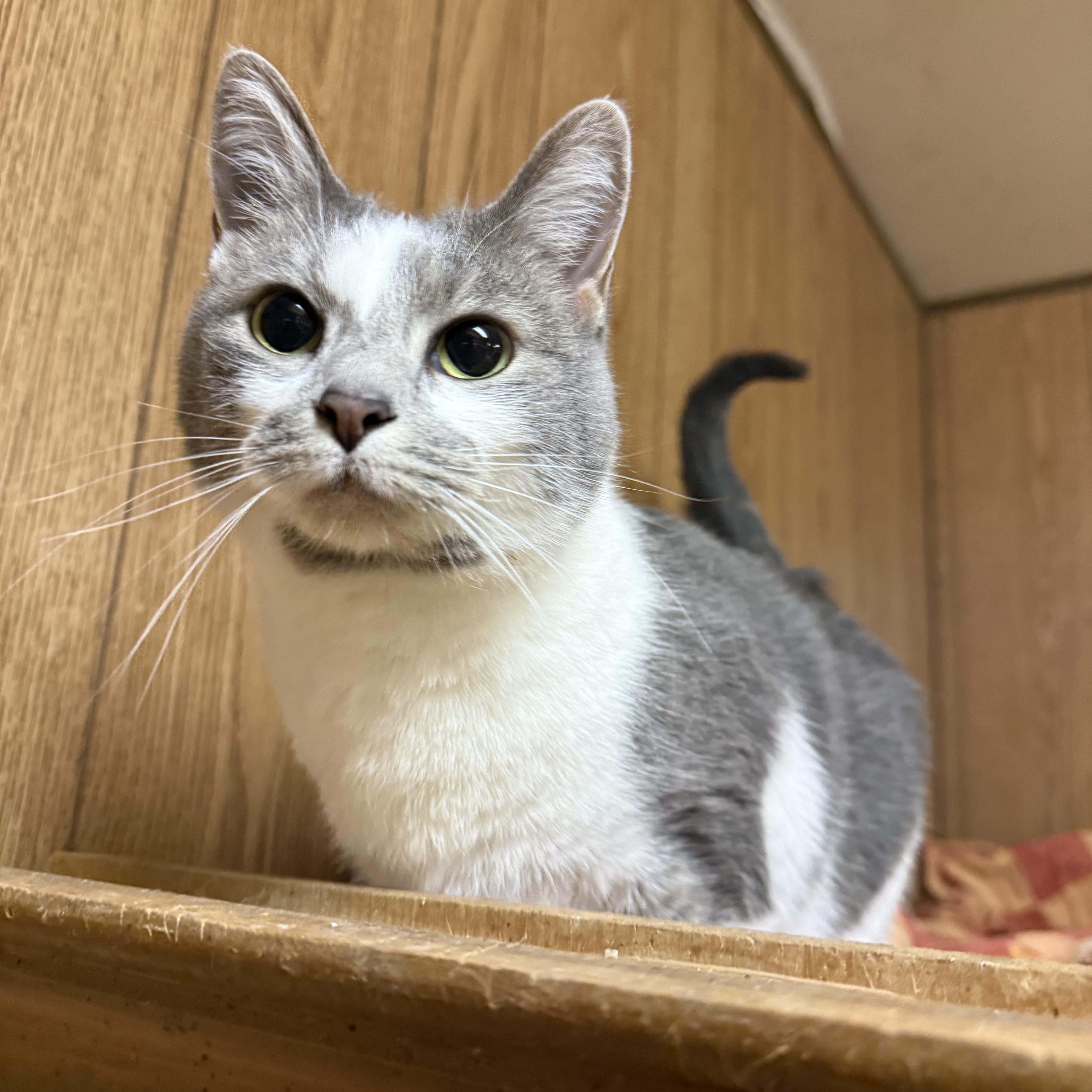 Enlarge Jean, a ADOPTABLE Domestic Short Hair in Lone rock, WI image 2/2