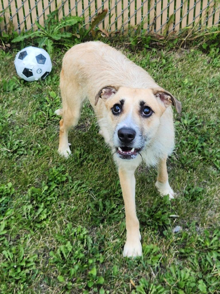 Darla, a Adoptable Mixed Breed in Grand Forks, ND image 1/3