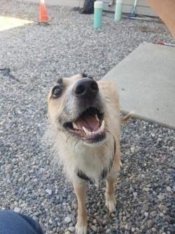 Darla, a Adoptable Mixed Breed in Grand Forks, ND image 2/3