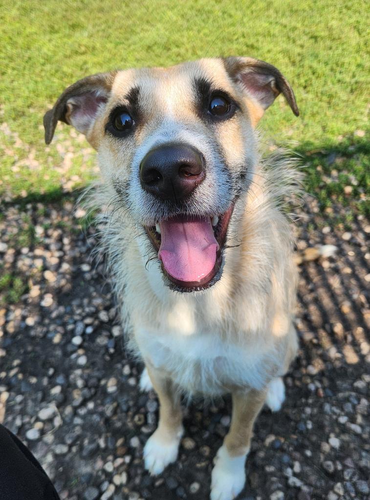 Darla, a Adoptable Mixed Breed in Grand Forks, ND image 3/3