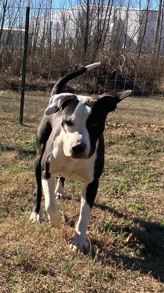 Paige, Adoptable, Young Female Mixed Breed.