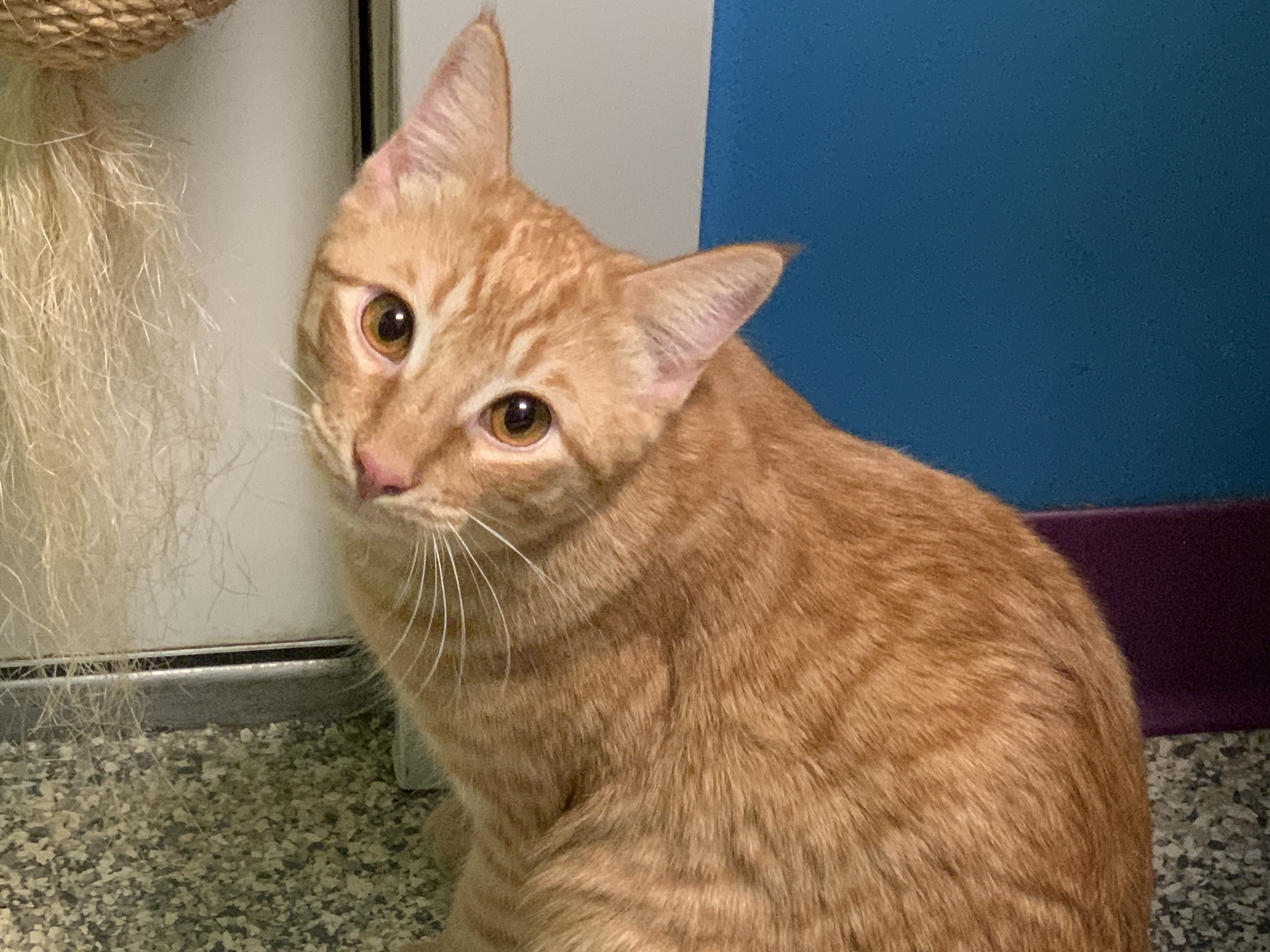 Hip Hop, an adopted Manx in Topeka, KS_image-1