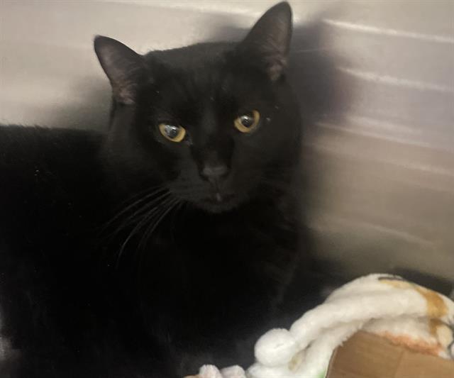 Enlarge CARROTS, a Adoptable Domestic Short Hair in Denver, CO image 1/1