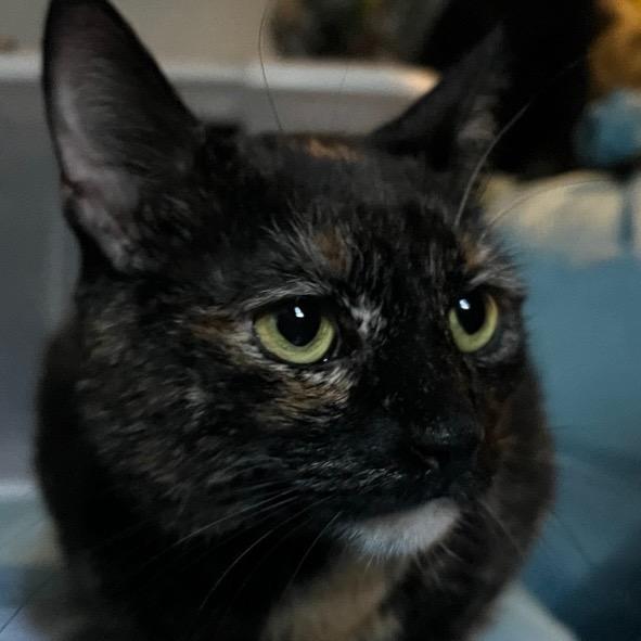 Enlarge Lucy, a Adoptable mixed breed in New York, NY image 2/6