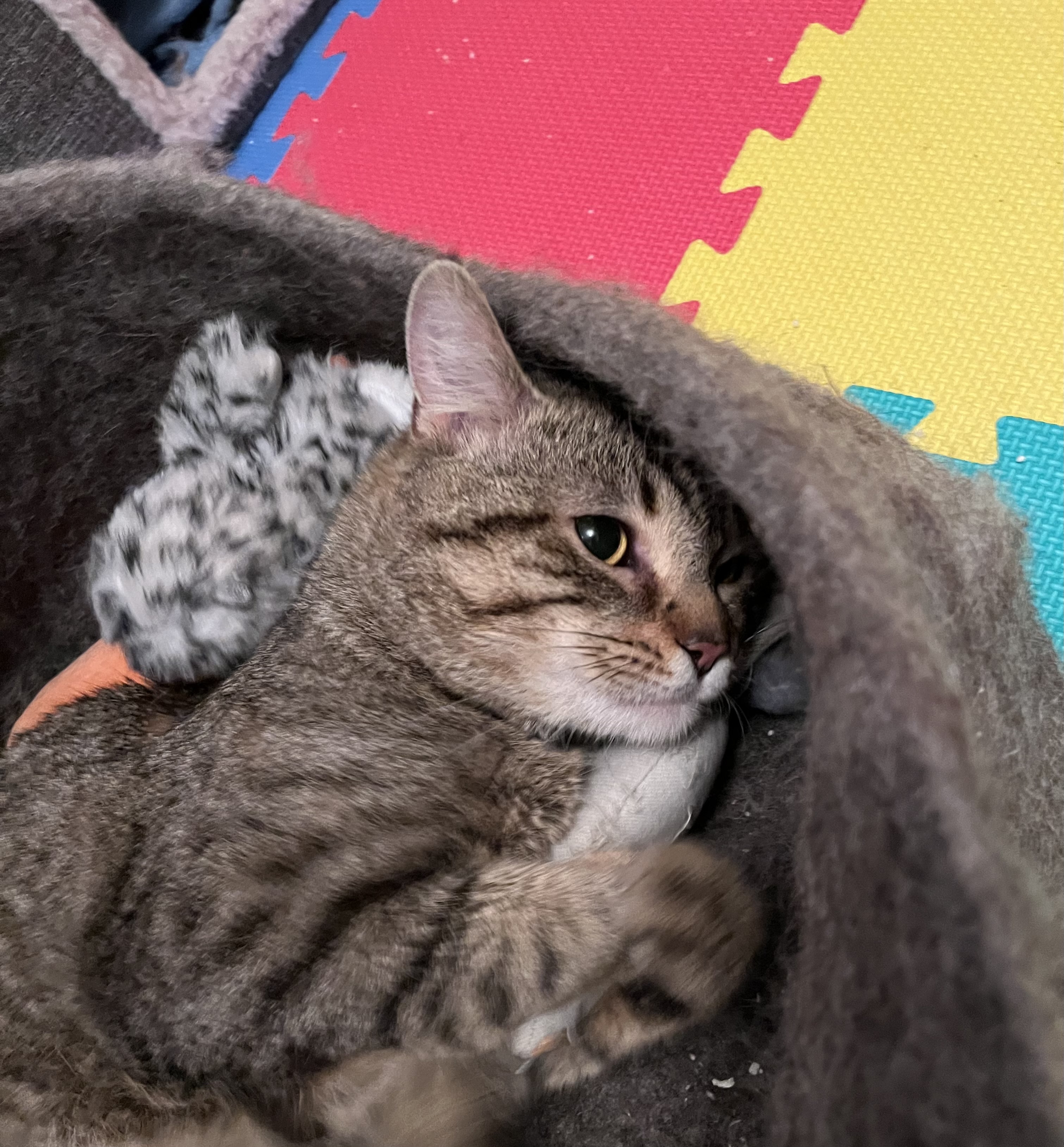 Enlarge Bugsy, a Adopted Domestic Short Hair in Ridgefield, CT image 3/5