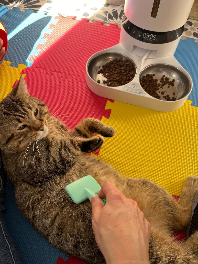 Enlarge Bugsy, a Adopted Domestic Short Hair in Ridgefield, CT image 4/5