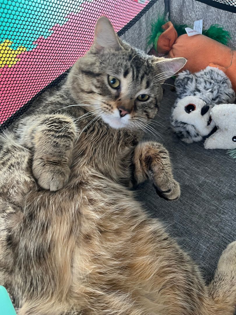 Enlarge Bugsy, a Adopted Domestic Short Hair in Ridgefield, CT image 1/5