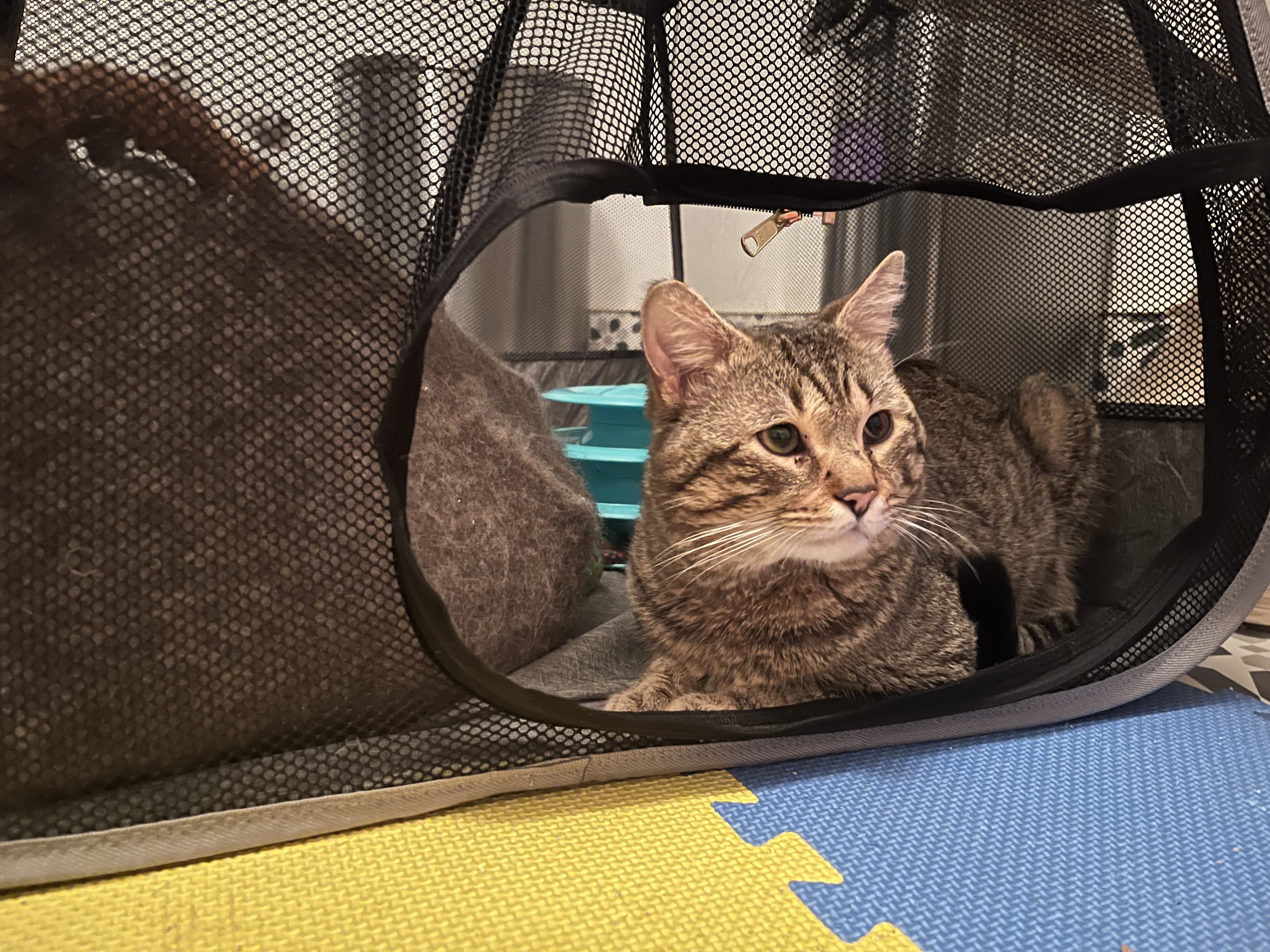 Enlarge Bugsy, a Adopted Domestic Short Hair in Ridgefield, CT image 2/5