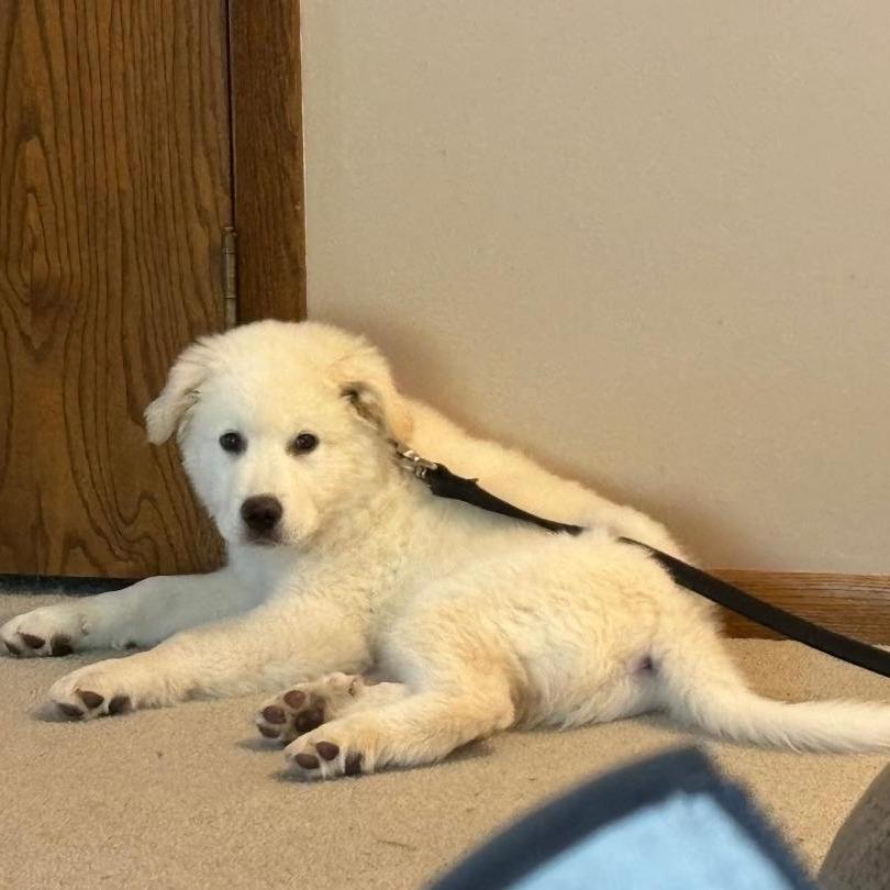 Marley, Adoptable, Puppy Male Great Pyrenees.