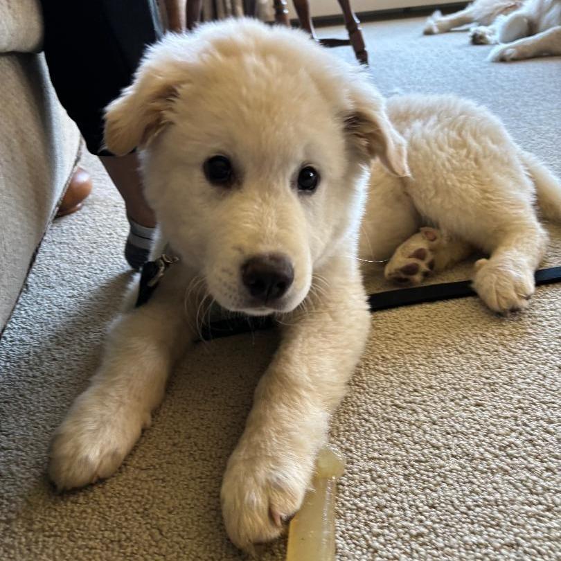 Enlarge Marley, a Adoptable Great Pyrenees in Park Falls, WI image 2/3